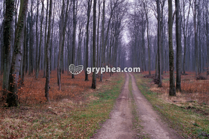 Forêt en hiver - gryphea.com